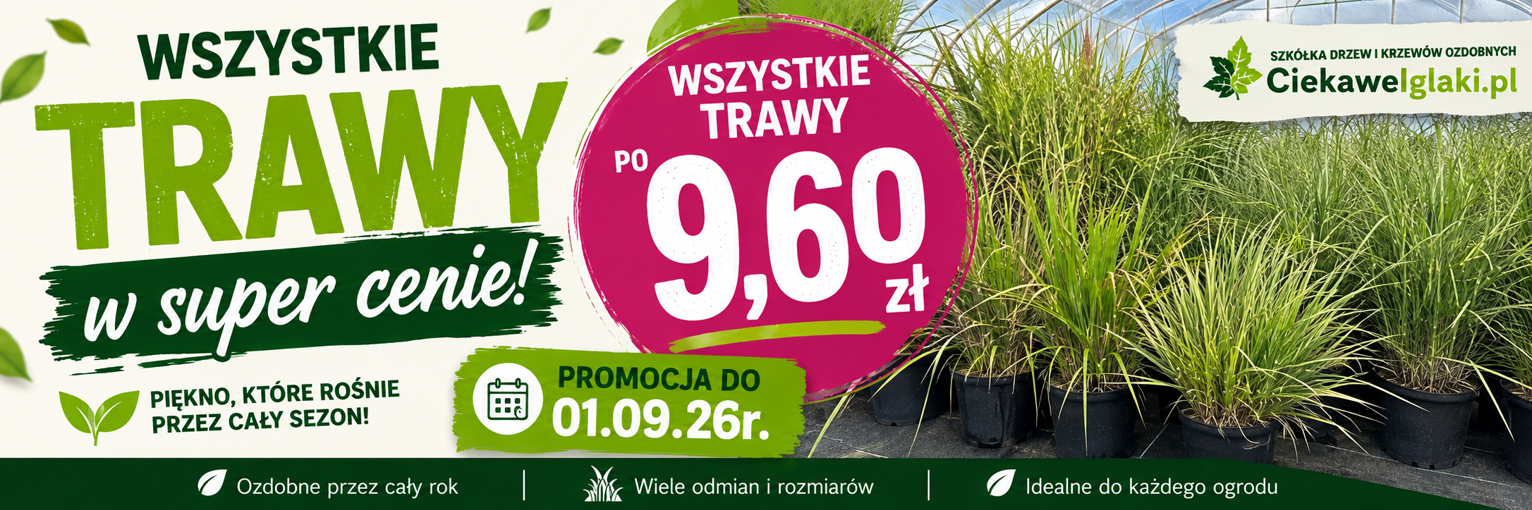 Promocja trawy ozdobne