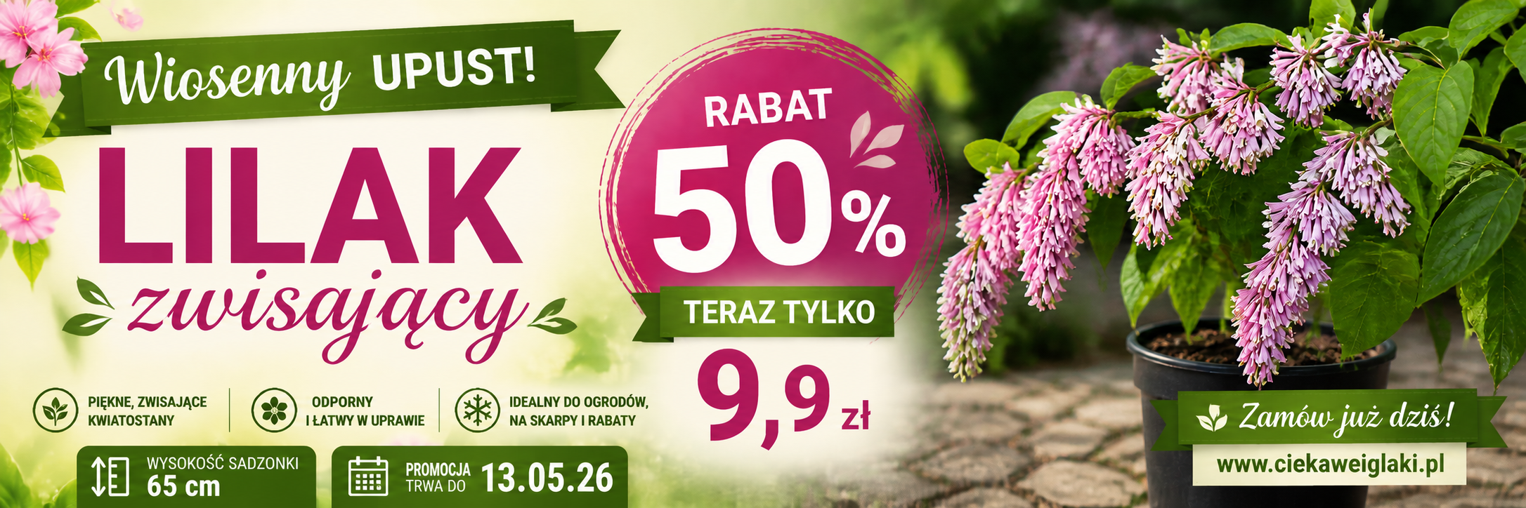Lilak zwisający