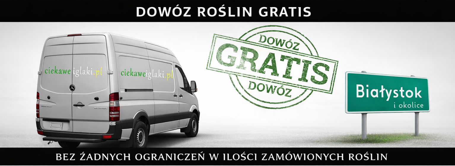 Dowóz Białystok